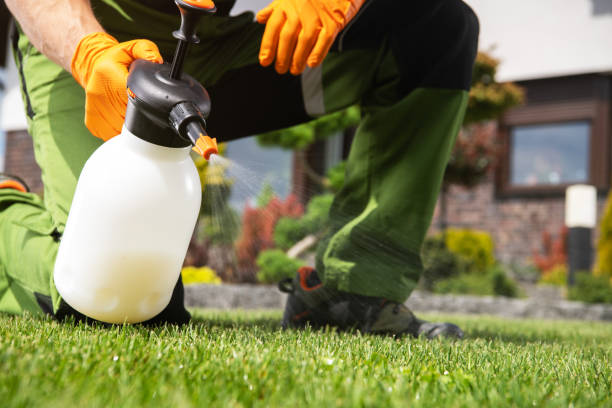 Flea Control Services in Rancho Calaveras, CA
