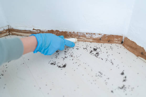 Best Emergency Pest Control  in Rancho Laveras, CA